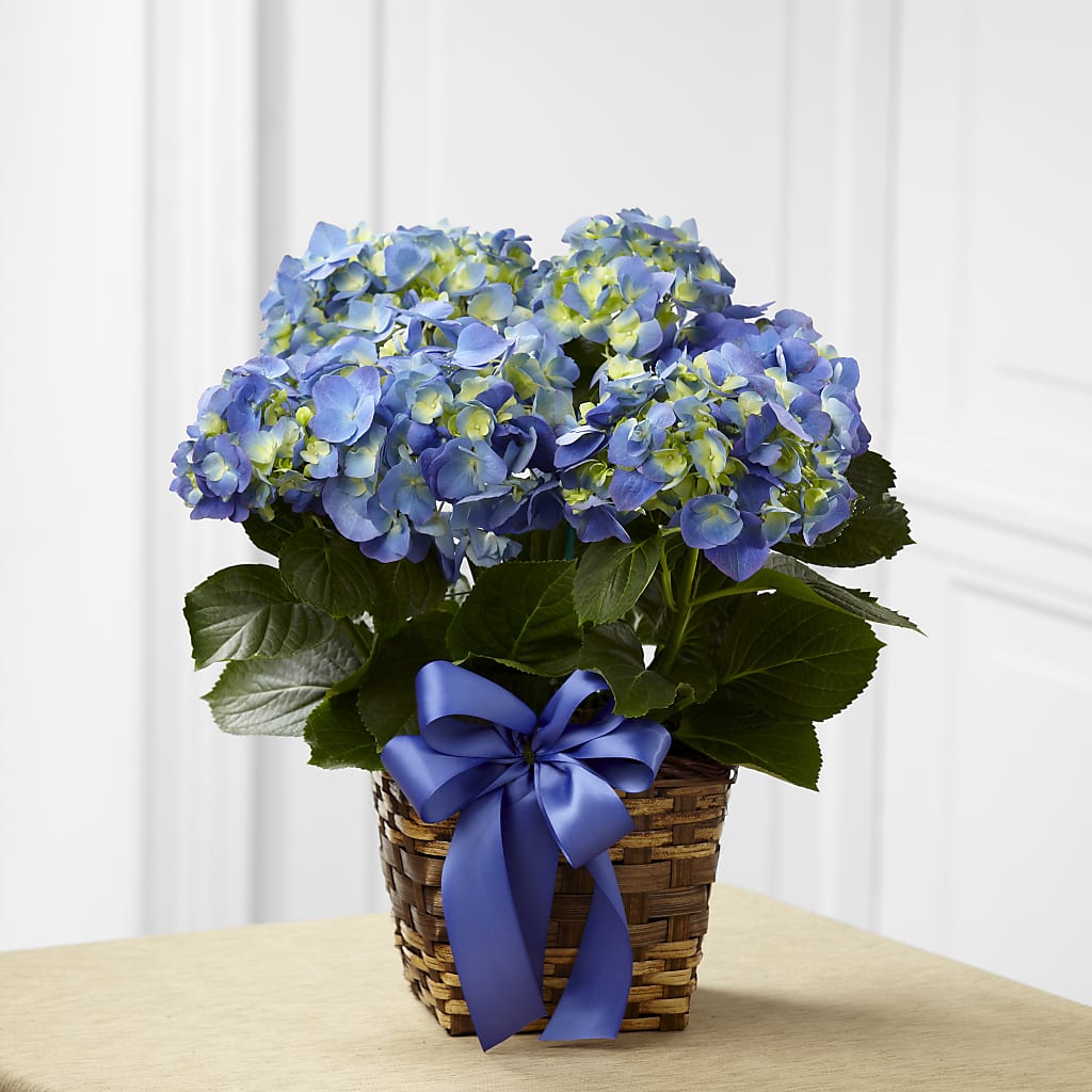 Blue Hydrangea Planter – MALLERY'S FLOWERS & GIFTS, Redding CA