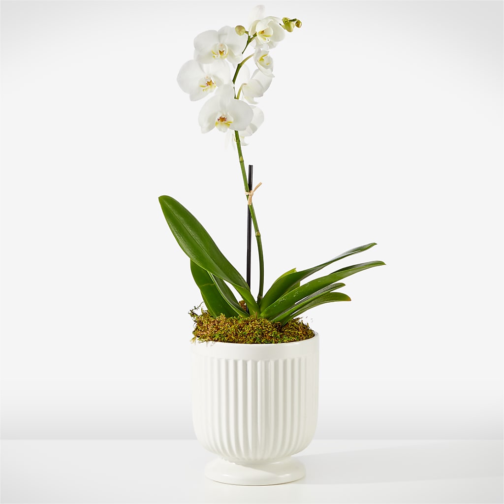 Whispering White Orchid – MALLERY'S FLOWERS & GIFTS, Redding CA