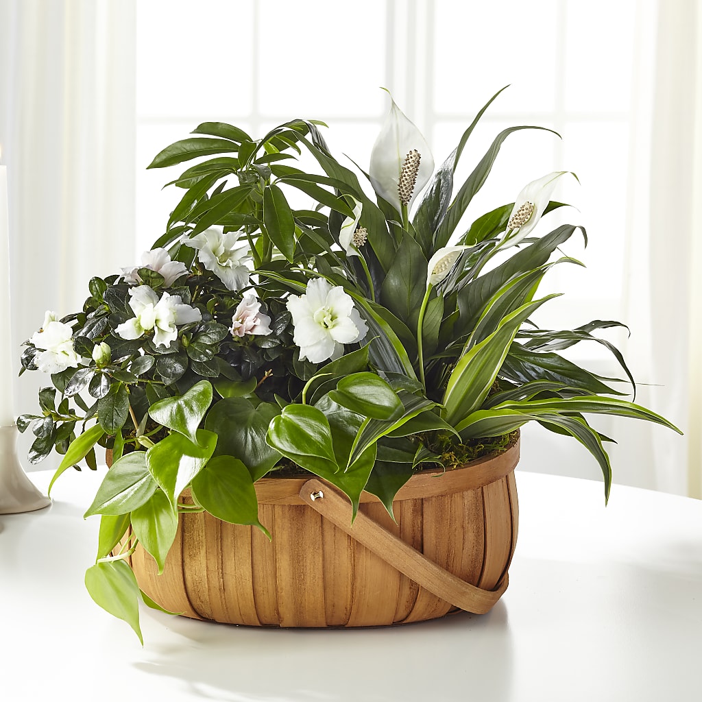 Serene Dishgarden – MALLERY'S FLOWERS & GIFTS, Redding CA