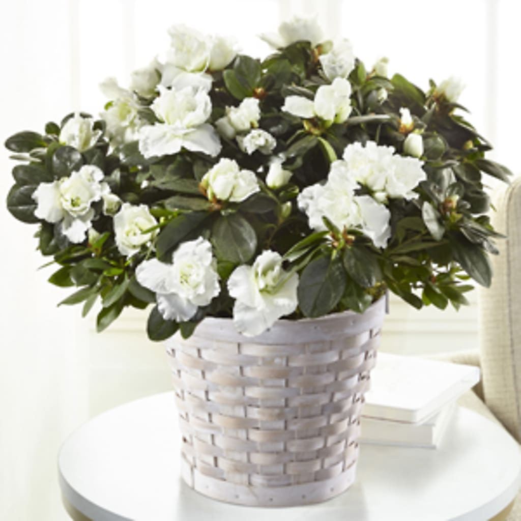 White Azalea Plant – MALLERY'S FLOWERS & GIFTS, Redding CA