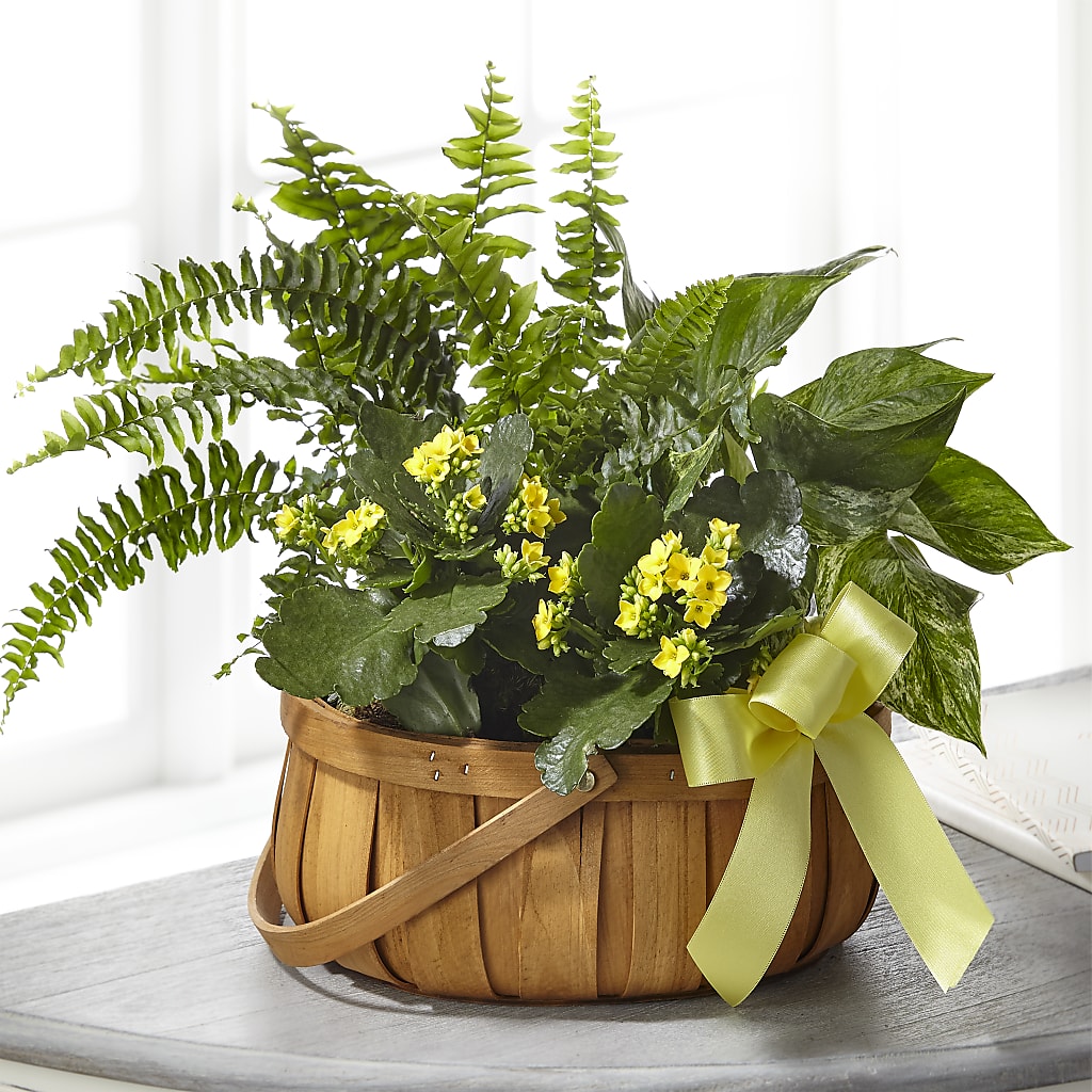 Always Dear Dishgarden – MALLERY'S FLOWERS & GIFTS, Redding CA
