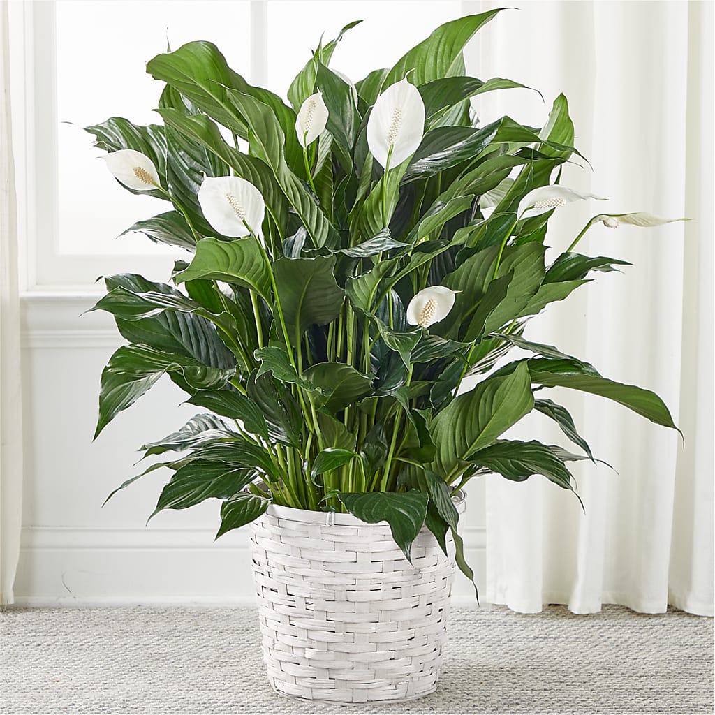 A New Leaf Peace Lily – MALLERY'S FLOWERS & GIFTS, Redding CA