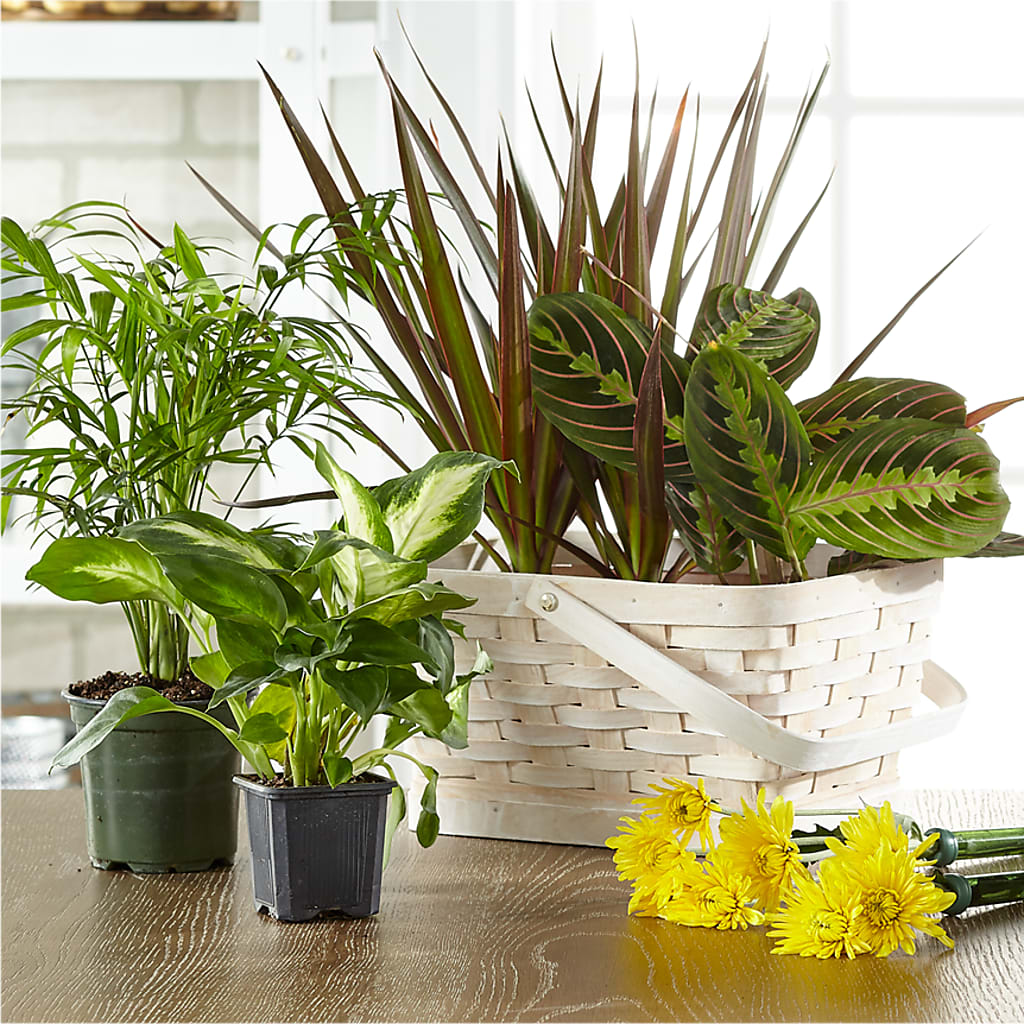 Florist Designed Blooming and Green Plants in a Basket – MALLERY'S FLOWERS & GIFTS, Redding CA