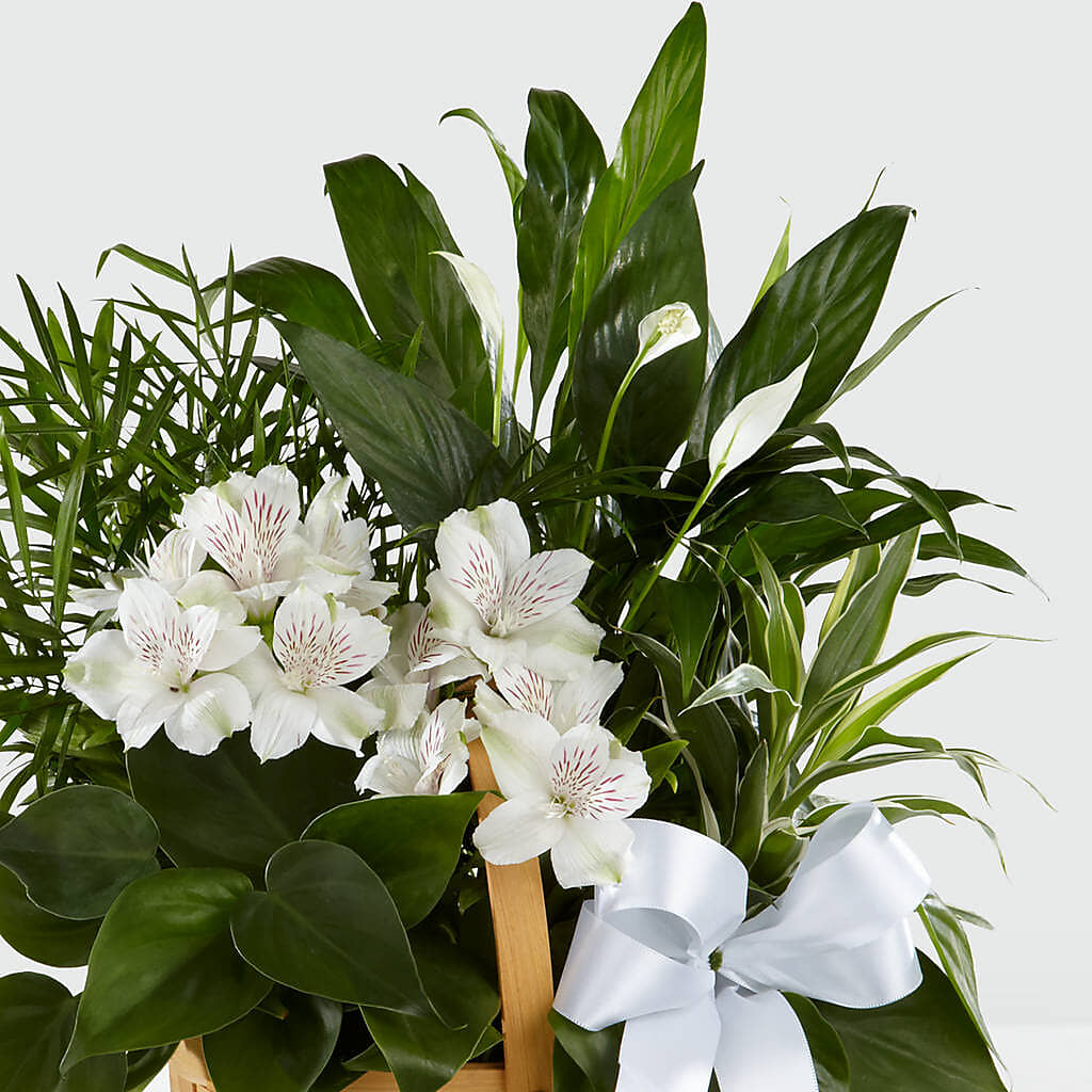 Peace & Serenity Dishgarden – MALLERY'S FLOWERS & GIFTS, Redding CA
