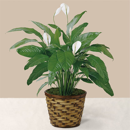 Tranquil Moments Peace Lily Plant – MALLERY'S FLOWERS & GIFTS, Redding CA
