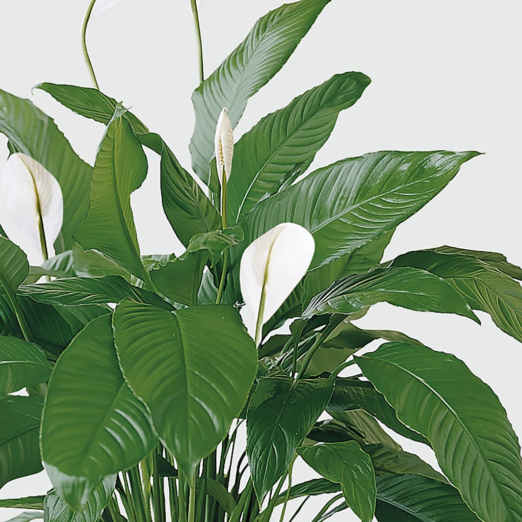 Tranquil Moments Peace Lily Plant – MALLERY'S FLOWERS & GIFTS, Redding CA
