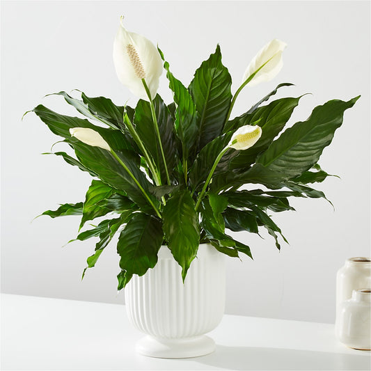 Comfort Planter – MALLERY'S FLOWERS & GIFTS, Redding CA