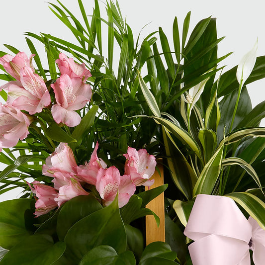 Living Spirit Dishgarden – MALLERY'S FLOWERS & GIFTS, Redding CA