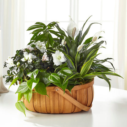 Serene Dishgarden – MALLERY'S FLOWERS & GIFTS, Redding CA