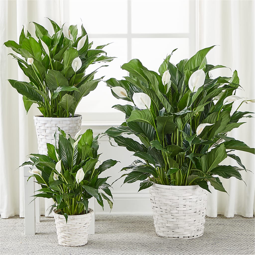 A New Leaf Peace Lily – MALLERY'S FLOWERS & GIFTS, Redding CA