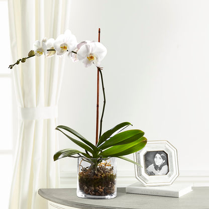 White Orchid Planter – MALLERY'S FLOWERS & GIFTS, Redding CA